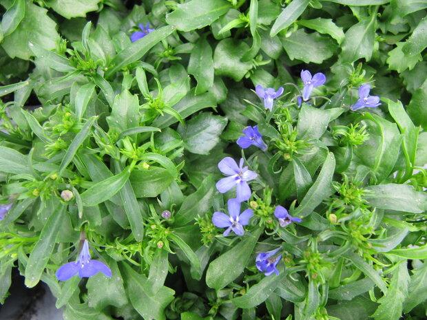 Lobelia - blauw