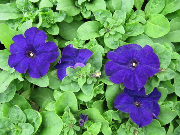 Petunia grootbl. - blauw