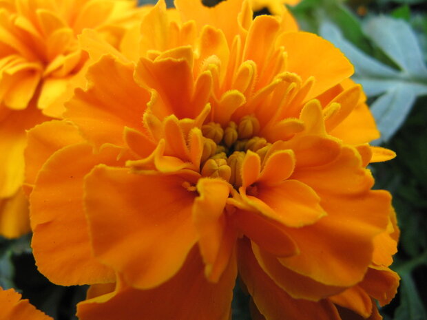 Tagetes - oranje