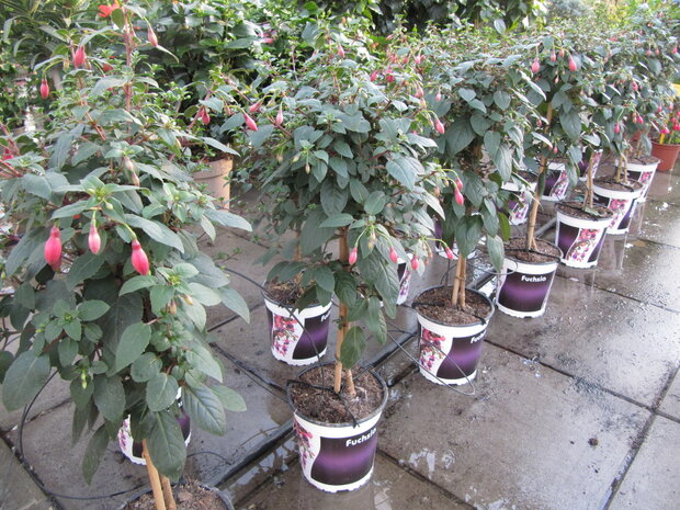 Fuchsia stam (19 cm pot/h: ca. 75cm)