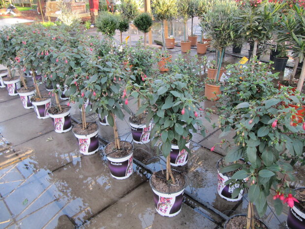 Fuchsia stam (19 cm pot/h: ca. 75cm)