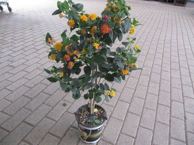 Lantana geel-roze (19 cm pot)