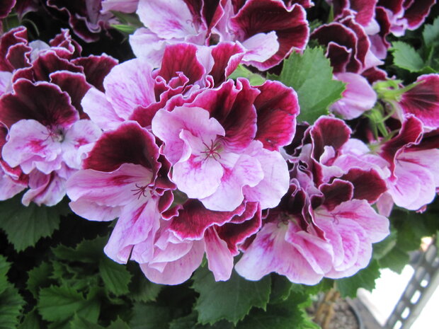 Pelargonium grootbloemig (19 cm pot)