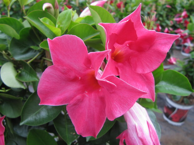 Sundaville roze (19 cm pot)