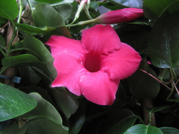 Sundaville roze (19 cm pot)