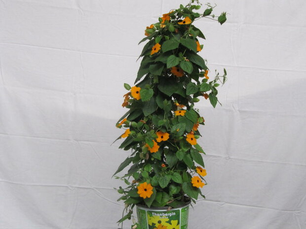 Thunbergia oranje (19 cm pot)