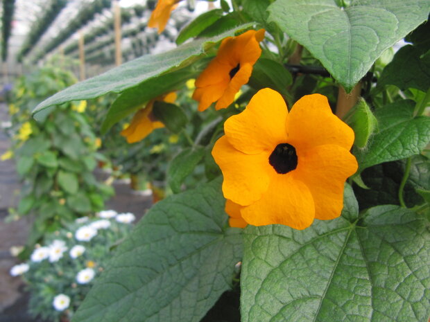 Thunbergia oranje (19 cm pot)