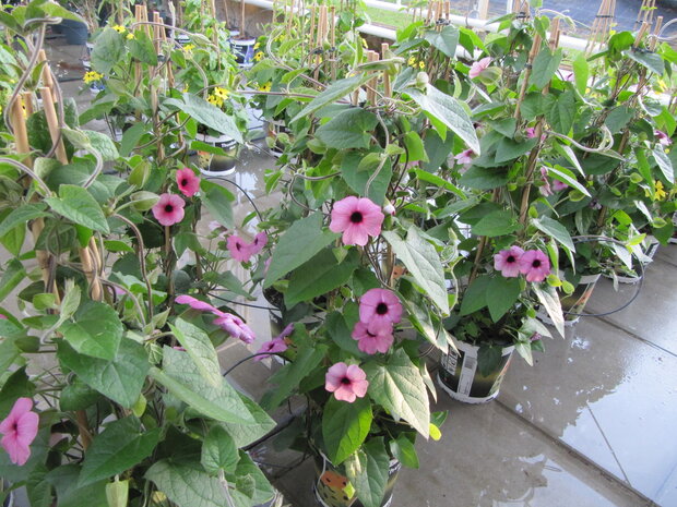 Thunbergia roze (19 cm pot)