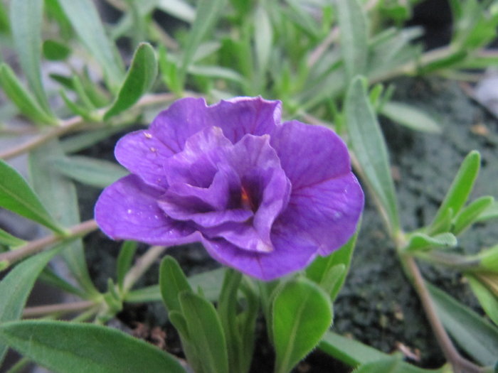 Calibrachoa